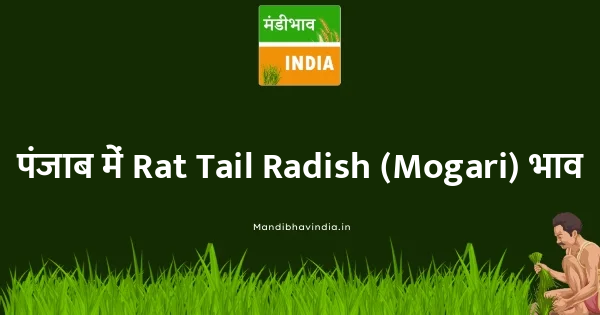 Rat Tail Radish (Mogari) भाव